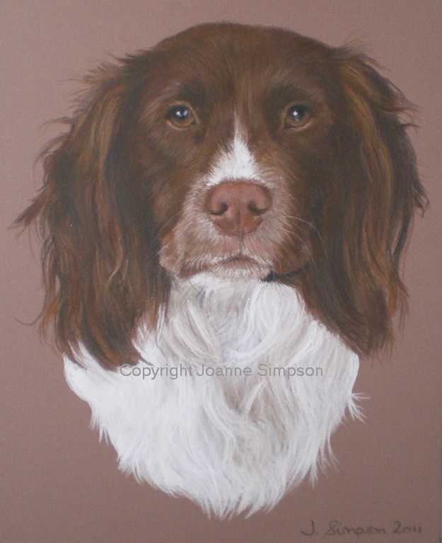 English Springer Spaniel pet portrait by Joanne Simpson